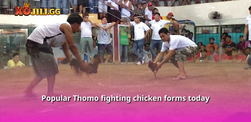 Popular Thomo fighting chicken forms today